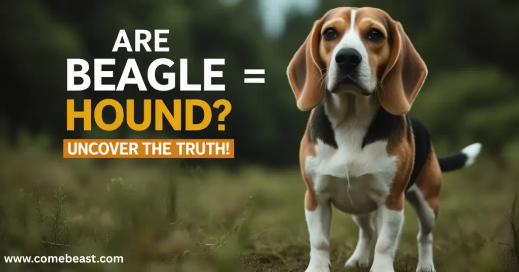 Are Beagles Hound Dogs?