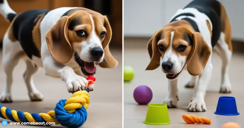 a Beagle excitedly playing tug-of-war with a colorful rope toy. Include another scene with the dog fetching a ball or searching for treats hidden under cups. The images should radiate fun and energy, encouraging interactive play to keep a Beagle physically and mentally active.